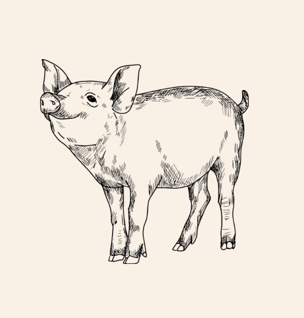 Bio Duroc Schwein